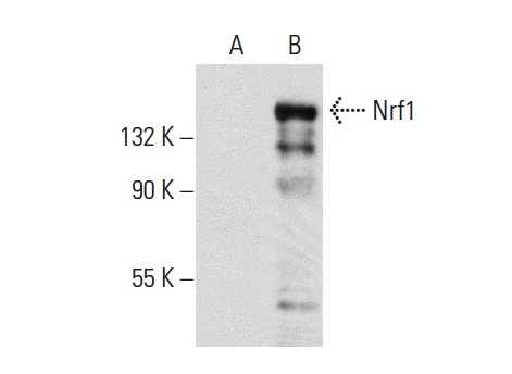 Nrf1 (H-285): sc-13031. Western blot analysis of Nrf1 expression in non-transfected: sc-117752 (A) and human Nrf1 transfected: sc-171305 (B) 293T whole cell lysates.