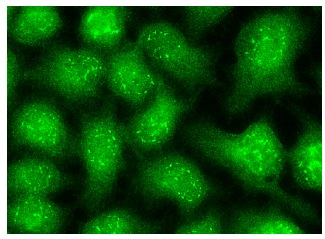 Nrf1 (H-285): sc-13031. Immunofluorescence staining of methanol-fixed HeLa cells showing nuclear and cytoplasmic localization.