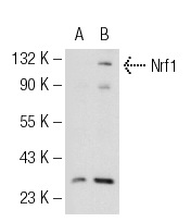 Nrf1 (C-19): sc-721. Western blot analysis of Nrf1 expression in non-transfected: sc-117752 (A) and human Nrf1 transfected: sc-111140 (B) 293T whole cell lysates.