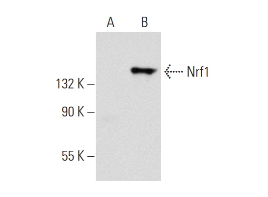 Nrf1 (C-19): sc-721. Western blot analysis of Nrf1 If expression in non-transfected: sc-117752 (A) and human Nrf1 If transfected: sc-171305 (B) 293T whole cell lysates.