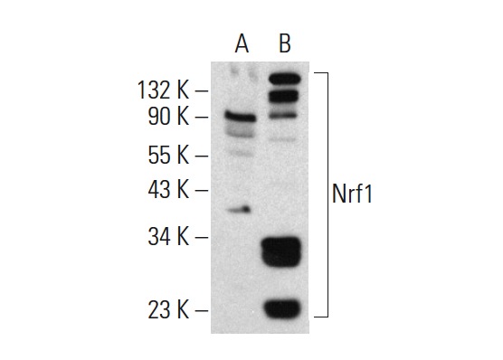Nrf1 (C-19): sc-721. Western blot analysis of Nrf1 expression in non-transfected: sc-117752 (A) and human Nrf1 transfected: sc-111140 (B) 293T whole cell lysates.