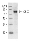 ORC2 (3G6): sc-32734. Western blot analysis of ORC2 expression in U-2 OS whole cell lysate.