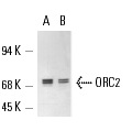 ORC2 (3G6): sc-32734. Western blot analysis of ORC2 expression in HEK293 whole cell lysate (A,B). Kindly provided by A. Schepers at GSF: Nat. Res. Ctr. for Environment and Health, Germany.