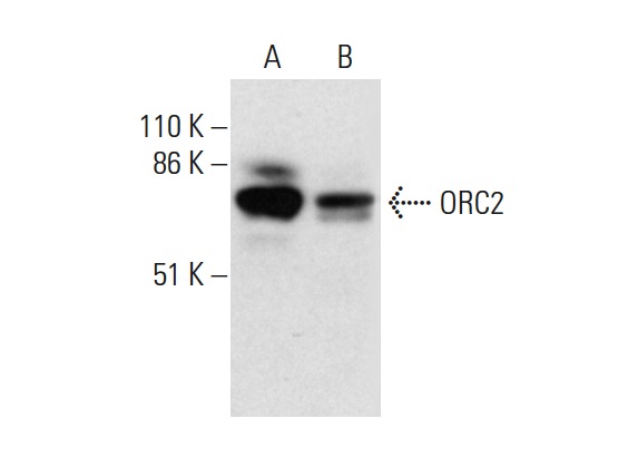 ORC2 (3G6): sc-32734. Western blot analysis of ORC2 expression in HeLa nuclear extract (A) and U-2 OS whole cell lysate (B).