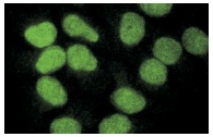 ORC6 (3A4): sc-32735. Immunofluorescence staining of methanol-fixed HeLa cells showing nuclear localization.
