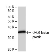 ORC6 (2679C2b): sc-81646. Western Blot analysis of human recombinant ORC6 fusion protein.