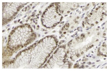 PCAF (E-8) sc-13124. Immunoperoxidase staining of formalin fixed, paraffin-embedded human stomach tissue showing nuclear and cytoplasmic staining of glandular cells. Kindly provided by The Swedish Human Protein Atlas (HPA) program.