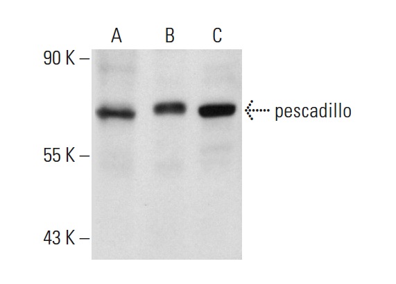 pescadillo (H-10): sc-166300. Western blot analysis of pescadillo expression in SW480 (A), T24 (B) and HCT 116 (C) whole cell lysates.