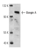 Elongin A (R-19): sc-1557. Western blot analysis of Elongin A expression in Jurkat nuclear extract.