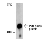 PML (H-238): sc-5621. Western blot analysis of human recombinant PML fusion protein.