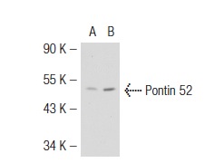 Pontin 52 (H-100): sc-48798. Western blot analysis of Pontin 52 expression in non-transfected: sc-117752 (A) and human Pontin 52 transfected: sc-113069 (B) 293T whole cell lysates.