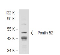 Pontin 52 (H-100): sc-48798. Western blot analysis of Pontin 52 expression in SK-BR-3 whole cell lysate.