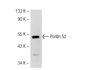Pontin 52 (N-15): sc-15259. Western blot analysis of Pontin 52 expression in SKBR-3 whole cell lysate.
