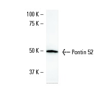 VAX2 (VAX2A8F12): sc-81422 Western Blot analysis of VAX2 expression in NIH3T3 whole cell lysate.