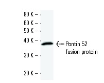 ZnT-9 (919C1a): sc-81118 Western Blot analysis of human recombinant ZnT-9 fusion protein.