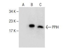 PPIH (C-1): sc-377217. Western blot analysis of PPIH expression in non-transfected 293T: sc-117752 (A), human PPIH transfected 293T: sc-110830 (B) and HL-60 (C) whole cell lysates.