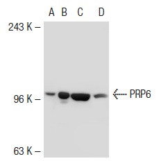 PRP6 (N-20): sc-13253. Western blot analysis of PRP6 expression in non-transfected: sc-117752 (A) and mouse PRP6 transfected: sc-127391 (B) 293T whole cell lysates and K-562 (C) and HL-60 (D) nuclear extracts.