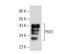 PUS1 (B-6): sc-376443. Western blot analysis of PUS1 expression in HeLa whole cell lysate.