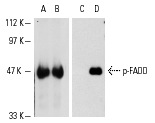 Western blot analysis of human recombinant FADD (A,C) and FADD phosphorylated by ERK 2 (B,D). Antibodies tested include FADD (H-181): sc-5559 (A,B) and p-FADD (Ser 194): sc-12439 (C,D).