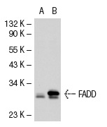 FADD (H-181): sc-5559. Western blot analysis of FADD expression in non-transfected: sc-117752 (A) and mouse FADD transfected: sc-126821 (B) 293T whole cell lysates.