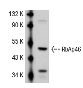 RbAp46 (N-19): sc-8272. Western blot analysis of RbAp48 expression in HeLa nuclear extract.