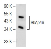 RbAp46 (N-19): sc-8272. Western blot analysis of RbAp46 expression in HeLa nuclear extract.