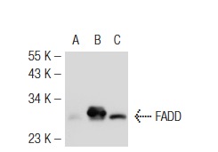 FADD (H-181): sc-5559. Western blot analysis of FADD expression in non-transfected 293T: sc-117752 (A), mouse FADD transfected 293T: sc-126822 (B) and SW480 (C) whole cell lysates.