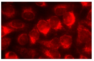 FADD (H-181): sc-5559. Immunofluorescence staining of methanol-fixed HeLa cells showing cytoplasmic localization.
