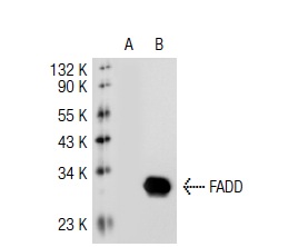 FADD (M-19): sc-6036. Western blot analysis of FADD expression in non-transfected: sc-117752 (A) and mouse FADD transfected: sc-126821 (B) 293T whole cell lysates.