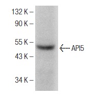 API5 (E-12): sc-374528. Western blot analysis of API5 expression in HeLa whole cell lysate.