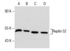 Reptin 52 (N-20): sc-34751. Western blot analysis of Reptin 52 expression in Jurkat (A), U-2 OS (B), Hep G2 (C) and NIH/3T3 (D) whole cell lysates.