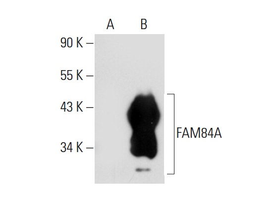 FAM84A (BA-9): sc-101207. Western blot analysis of FAM84A expression in non-transfected: sc-117752 (A) and human FAM84A transfected: sc-175344 (B) 293T whole cell lysates.