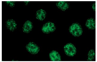 p-Pol II (8A7): sc-13583. Immunofluorescence staining of methanol-fixed HeLa cells showing nuclear localization.