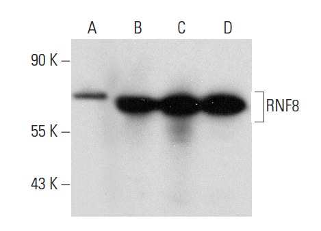 RNF8 (B-2): sc-271462. Western blot analysis of RNF8 expression in non-transfected: sc-117752 (A) and human RNF8 transfected: sc-174061 (B) 293T whole cell lysates and Jurkat (C) and THP-1 (D) nuclear extracts.