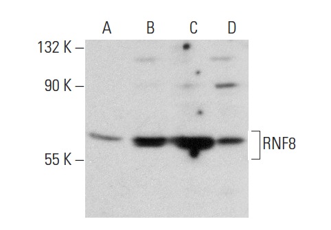 RNF8 (X-21): sc-133971. Western blot analysis of RNF8 expression in non-transfected: sc-117752 (A) and human RNF8 transfected: sc-174011 (B) 293T whole cell lysates and Jurkat (C) and THP-1 (D) nuclear extracts.