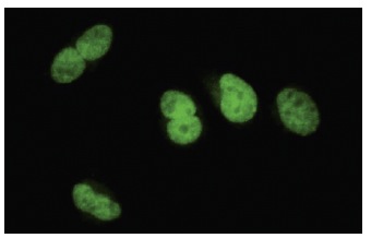 SFRS14 (S-24): sc-101131. Immunofluorescence staining of paraformaldehyde-fixed HeLa cells showing nuclear localization.