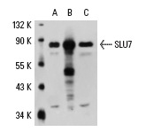 SLU7 (N-18): sc-10828. Western blot analysis of SLU7 expression in non-transfected 293: sc-110760 (A), human SLU7 transfected 293: sc-111150 (B) and K-562 (C) whole cell lysates.