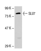 SLU7 (N-18): sc-10828. Western blot analysis of SLU7 expression in HeLa nuclear extract.