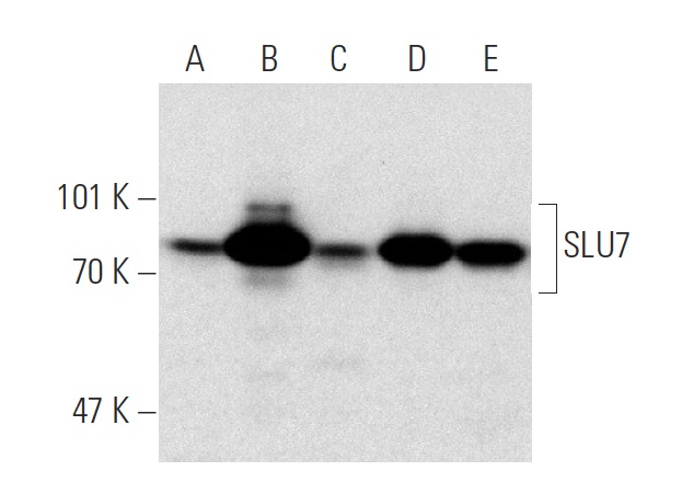 SLU7 (N-18): sc-10828. Western blot analysis of SLU7 expression in HeLa (A), BJAB (B), MCF7 (C), Y79 (D) and Hep G2 (E) nuclear extracts.