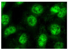 SLU7 (N-18): sc-10828. Immunofluorescence staining of formalin-fixed Hep G2 cells showing nuclear localization.