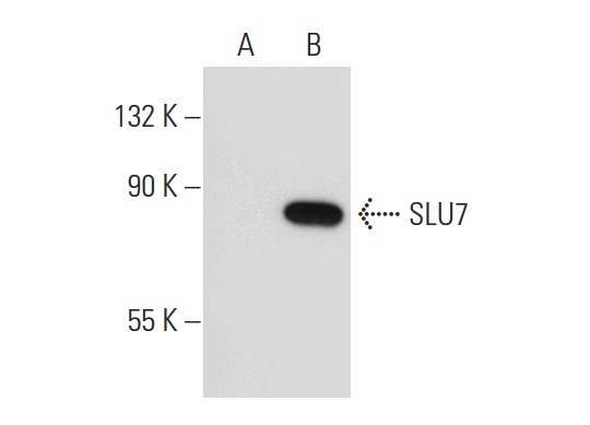 SLU7 (L-16): sc-10829. Western blot analysis of SLU7 expression in non-transfected: sc-110760 (A) and human SLU7 transfected: sc-111150 (B) 293 whole cell lysates.