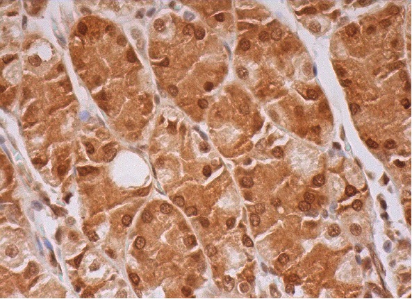 SLU7 (L-16): sc-10829. Immunoperoxidase staining of formalin fixed, paraffin-embedded human lower stomach tissue showing cytoplasmic and nuclear staining of glandular cells.