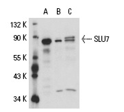 SLU7 (C-20): sc-10831. Western blot analysis of SLU7 expression in non-transfected: sc-110760 (A) and human SLU7 transfected: sc-111150 (B) 293 whole cell lysates.