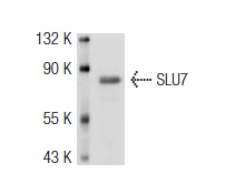 SLU7 (C-20): sc-10831. Western blot analysis of SLU7 expression in HeLa nuclear extract.