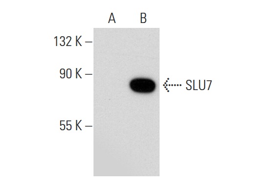 SLU7 (C-20): sc-10831. Western blot analysis of SLU7 expression in non-transfected: sc-110760 (A) and human SLU7 transfected: sc-111150 (B) 293 whole cell lysates.