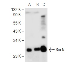 Sm B/B'/N (FL-240): sc-25372. Western blot analysis of Sm N expression in non-transfected: sc-117752 (A) and mouse Sm N transfected: sc-127557 (B) 293T whole cell lysates and K-562 nuclear extract (C).