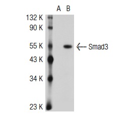 Smad (C-17): sc-6030. Western blot analysis of Smad3 expression in non-transfected: sc-117752 (A) and human Smad3 transfected: sc-116400 (B) 293T whole cell lysates.