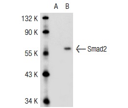 Smad (C-17): sc-6030. Western blot analysis of Smad2 expression in non-transfected: sc-117752 (A) and human Smad2 transfected: sc-114131 (B) 293T whole cell lysates.