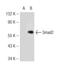 Smad (C-17): sc-6030. Western blot analysis of Smad2 expression in non-transfected: sc-117752 (A) and mouse Smad2 transfected: sc-123638 (B) 293T whole cell lysates.