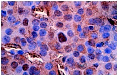 Smad (H-465): sc-7153. Immunoperoxidase staining of formalin-fixed, paraffin-embedded mouse ovary tissue showing nuclear and cytoplasmic localization.